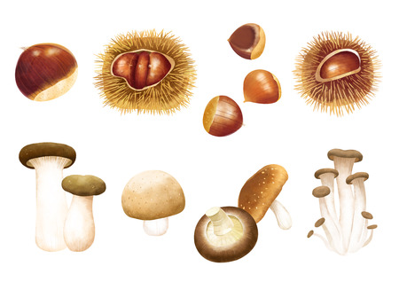 Autumn object illustration - different kind of mushroomsのイラスト素材