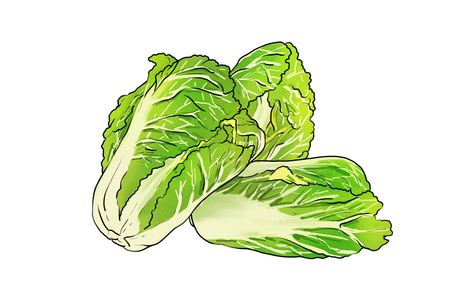 Cabbage iconのイラスト素材