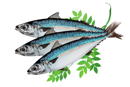 Vector - seasonal fresh food illustration. kind of  marine products with white background.のイラスト素材