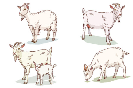 Vector Illustration of Farm and wild Animals cartoon isolated in white.   010のイラスト素材