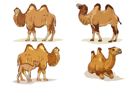 Vector Illustration of Farm and wild Animals cartoon isolated in white.   012のイラスト素材