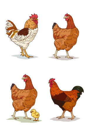 Vector Illustration of Farm and wild Animals cartoon isolated in white.   003のイラスト素材