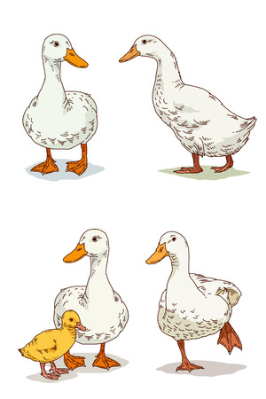 Vector Illustration of Farm and wild Animals cartoon isolated in white.   008のイラスト素材