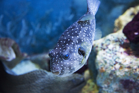 various marine life. tropical fish, turtle, jellyfish, stingray, aquarium 124の写真素材