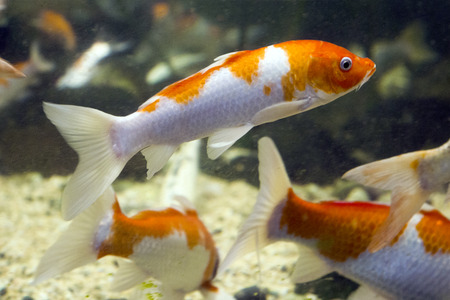 various marine life. tropical fish, turtle, jellyfish, stingray, aquarium 202の写真素材