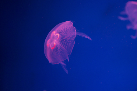 various marine life. tropical fish, turtle, jellyfish, stingray, aquarium 071の写真素材
