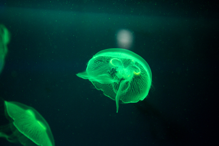 various marine life. tropical fish, turtle, jellyfish, stingray, aquarium 153の写真素材