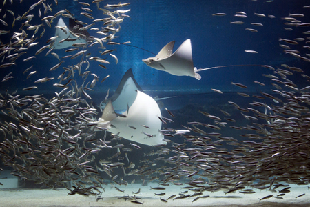 various marine life. tropical fish, turtle, jellyfish, stingray, aquarium 051