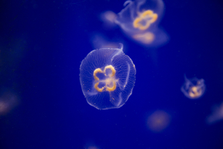 various marine life. tropical fish, turtle, jellyfish, stingray, aquarium 144の写真素材