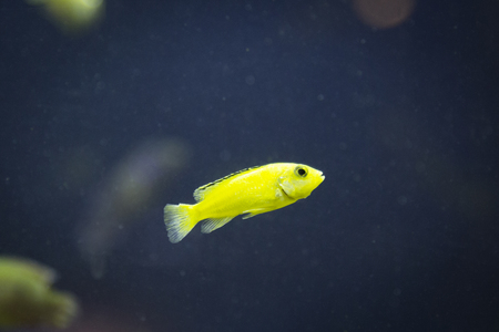 various marine life. tropical fish, turtle, jellyfish, stingray, aquarium 083の写真素材