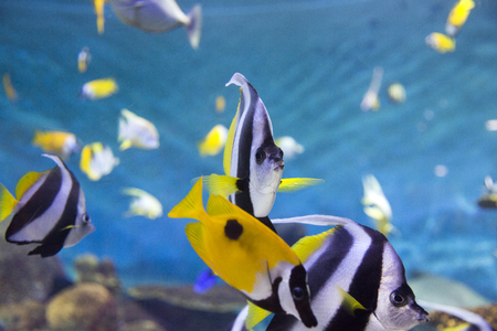 various marine life. tropical fish, turtle, jellyfish, stingray, aquarium 123の写真素材