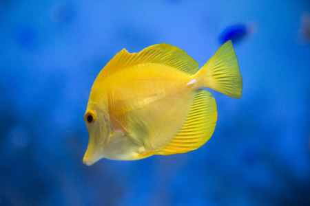 various marine life. tropical fish, turtle, jellyfish, stingray, aquarium 014