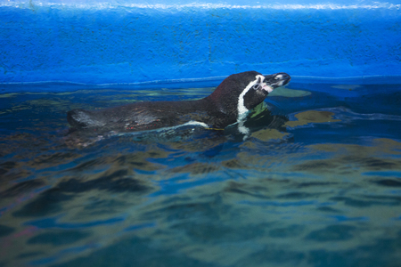 various marine life. tropical fish, turtle, jellyfish, stingray, aquarium 075の写真素材