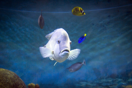 various marine life. tropical fish, turtle, jellyfish, stingray, aquarium 027