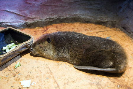 various marine life. tropical fish, turtle, jellyfish, stingray, aquarium 212の写真素材