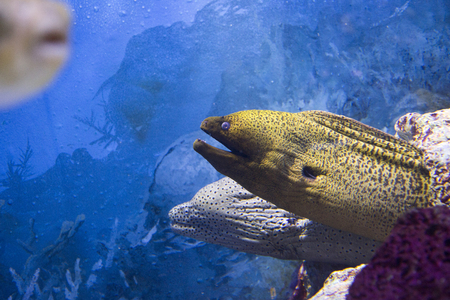 various marine life. tropical fish, turtle, jellyfish, stingray, aquarium 125の写真素材