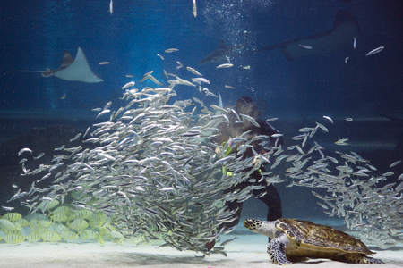 various marine life. tropical fish, turtle, jellyfish, stingray, aquarium 121の写真素材