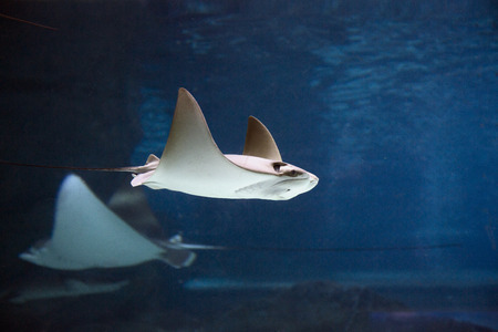 various marine life. tropical fish, turtle, jellyfish, stingray, aquarium 052の写真素材