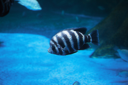 various marine life. tropical fish, turtle, jellyfish, stingray, aquarium 133の写真素材