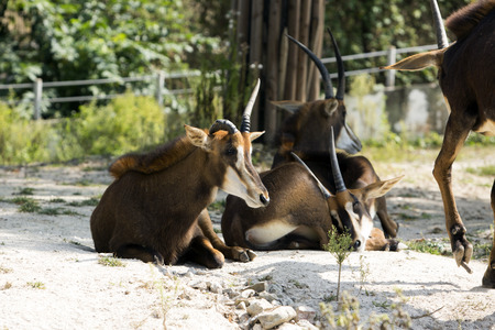 Animals in a zoo. various wild animals photo. 088の写真素材