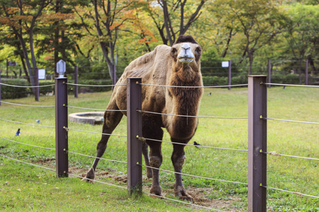 Animals in a zoo. various wild animals photo. 166の写真素材