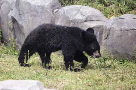 Animals in a zoo. various wild animals photo. 116の写真素材