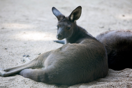 Animals in a zoo. various wild animals photo. 035