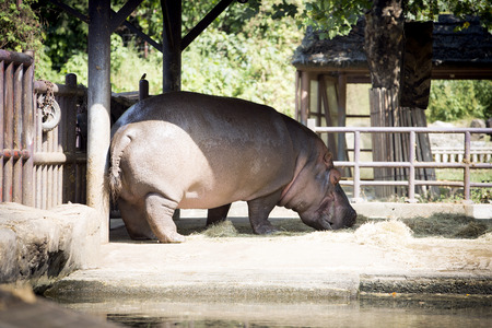 Animals in a zoo. various wild animals photo. 045の写真素材