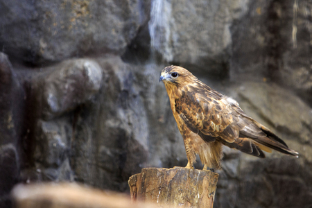 Animals in a zoo. various wild animals photo. 162