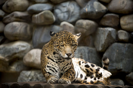 Animals in a zoo. various wild animals photo. 024の写真素材
