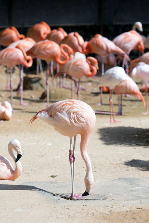 Animals in a zoo. various wild animals photo. 026の写真素材