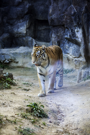 Animals in a zoo. various wild animals photo. 102の写真素材