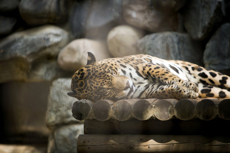 Animals in a zoo. various wild animals photo. 084の写真素材