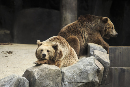 Animals in a zoo. various wild animals photo. 129の写真素材