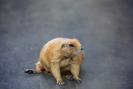 Animals in a zoo. various wild animals photo. 172の写真素材