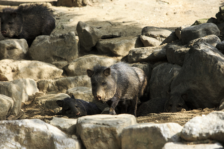 Animals in a zoo. various wild animals photo. 138の写真素材