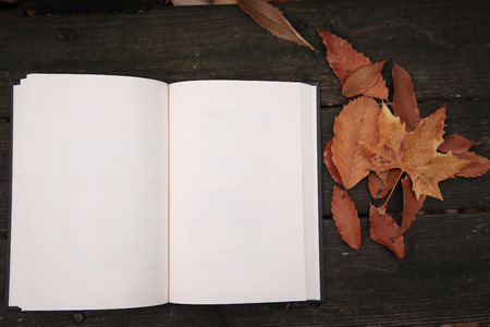 beautiful scenery of fall, taking a picture of red and yellow leaves 052の写真素材