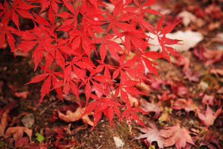 beautiful scenery of fall, taking a picture of red and yellow leaves 007