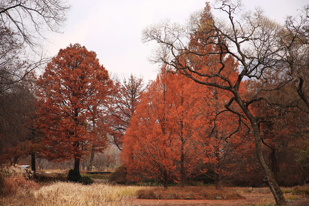 beautiful scenery of fall, taking a picture of red and yellow leaves 006の写真素材