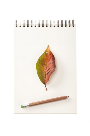 A fallen leaf and a pencil on a white notebookの写真素材