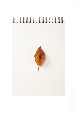 A fallen leaf on a white notebookの写真素材