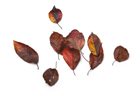 Fallen leaves on white backgroundの写真素材