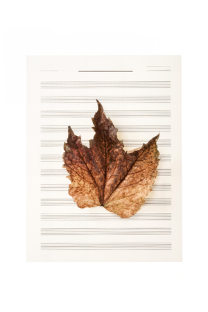 A fallen leaf on a musical note paperの写真素材