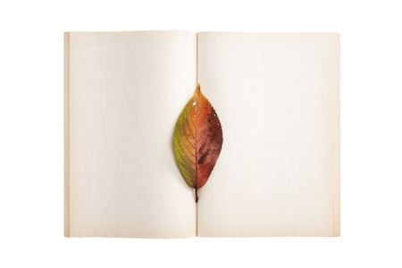 A fallen leaf on a white notebookの写真素材