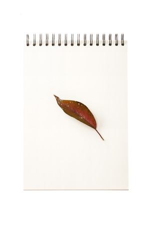 A fallen leaf on a white notebookの写真素材
