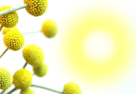 yellow dandelion flower close up. Spring season photo.の写真素材