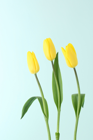 Beautiful flower collectionの写真素材