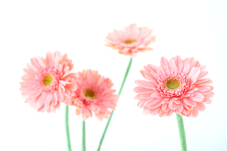 Beautiful flower collectionの写真素材
