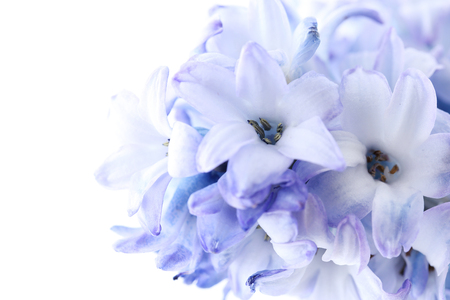 Beautiful flower collectionの写真素材