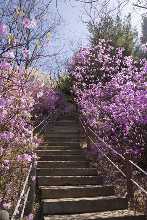 Spring landscape with Spring Flowers Blooms scenic. Blossoming branches of rhododendron, forsythia, cherry flowers 004の写真素材